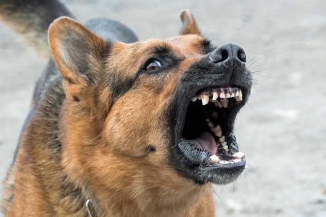 I cani aggressivi? �Rispondono all'assenza di socializzazione, regole chiare e attivit� fisica�